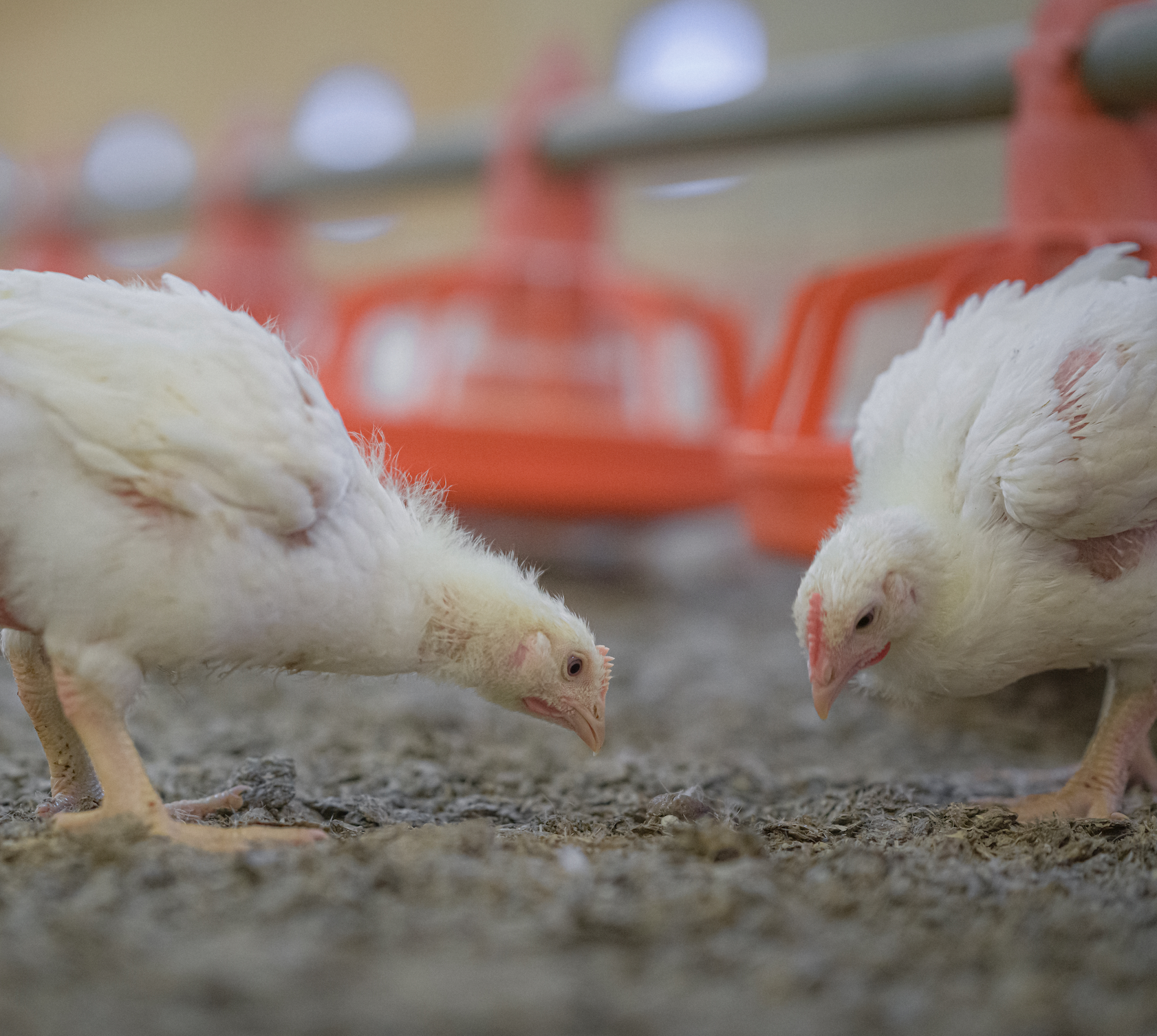 Campylobacter i svensk kyckling på rekordlåg nivå – programmet firar 25 år